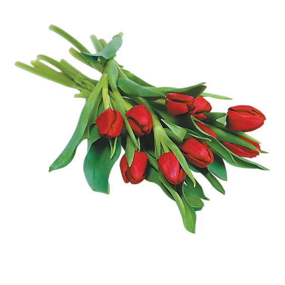 10 Stem Cut Tulips - Each