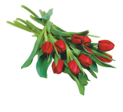 Greenhouse Tulips - 10 Count