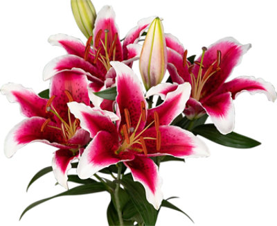 Overjoyed Boutique Signature SELECT 3 Stem Stargazer Lily - Each (Colors May Vary) - Image 1