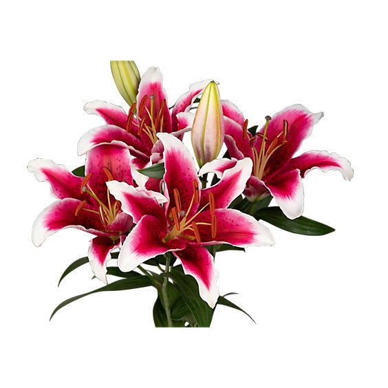 Lily Stargazer 3 Count - colors may vary