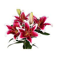 Lily Stargazer 3 Count - colors may vary - Image 1