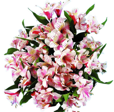 Signature SELECT Alstroemeria  - Each (colors may vary) - Image 1