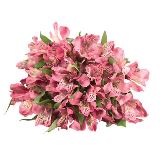 Alstroemeria - 9 Count Colors May Vary