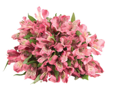 Signature SELECT Alstroemeria 9 Stem - Each (colors may vary) - Image 1