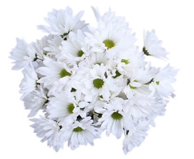 Signature SELECT Poms - Each  (Colors May Vary) - Image 1