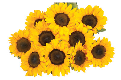 Tinted Sunflower - 5 Count - Image 1