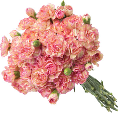 Signature SELECT Mini Carnations - Each (color may vary) - Image 1