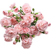 Mini Carnations Bunch Colors May Vary - Image 1