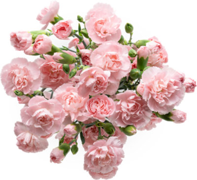 Mini Carnation Corsage, Pink - #4439  Royer's flowers and gifts - Flowers,  Plants & Gifts with same day delivery