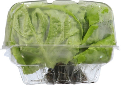 Signature Select/Farms Living Butter Lettuce - 1 Count - Image 3