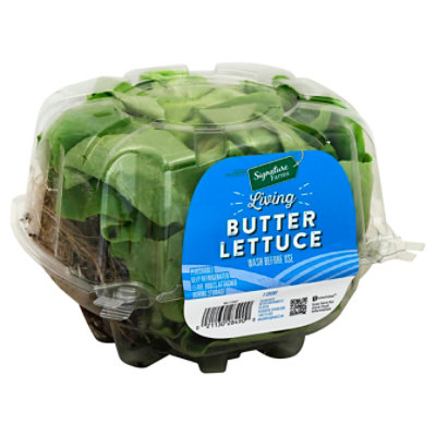 Signature Select/Farms Living Butter Lettuce - 1 Count - albertsons