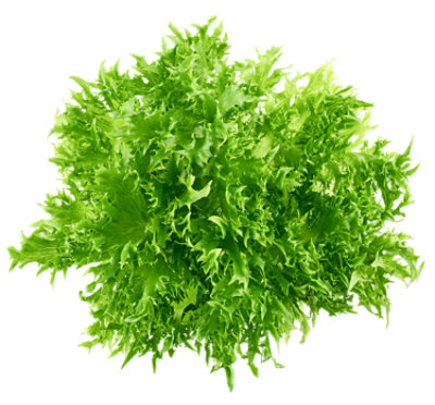 Lettuce Frisee Organic - Image 1