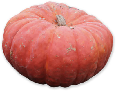 Cinderella Pumpkin Medium/Large - Weight Between 12-23 Lb - Image 1