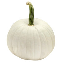 White Pumpkin Medium - Weight Between 6 - 10 Lb