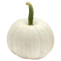 White Pumpkin Medium - Weight Between 6 - 10 Lb - Image 1