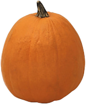 Orange Pumpkin Medium - Weight Between 10-15 Lb - Image 1