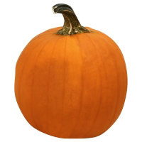 Orange Pumpkin Regular/Small - Weight Between 8-10 Lb - Image 1