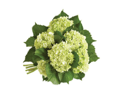 mini green hydrangea