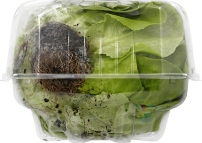 Lettuce Butter Living Organic - Each - Image 4