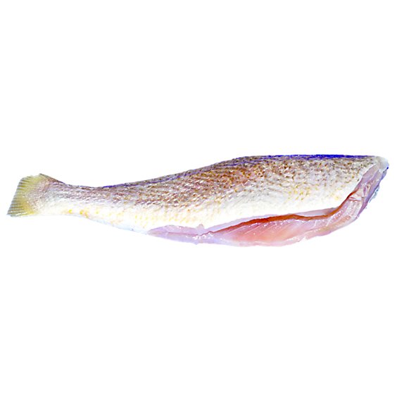 Seafood Counter Fish Croaker Whole Previously Frozen - 0.75 LB