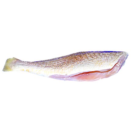Seafood Counter Fish Croaker Whole Previously Frozen - 0.75 LB - Image 1