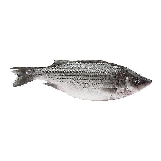 Seafood Counter Fish Bass Striped Whole Dressed Fresh Service Case - 2.00 LB