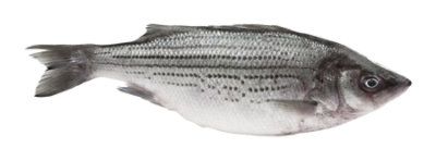 Seafood Counter Fish Bass Striped Whole Dressed Fresh Service Case - 2.00 LB