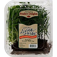North Shore Living Herbs Poultry Delights Rosemary Thyme Sage Value Pack - 3 Count - Image 2