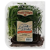 North Shore Living Herbs Poultry Delights Rosemary Thyme Sage Value Pack - 3 Count - Image 1