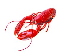 Seafood Service Counter Whole Lobster Cooked 16 Oz Previously Frozen 1 Count - Each
