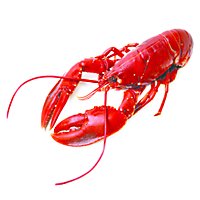 Seafood Service Counter Whole Lobster Cooked 16 Oz Previously Frozen 1 Count - Each - Image 1