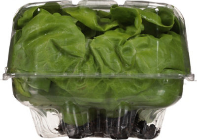 O Organics Living Butter Lettuce - Each - Image 4