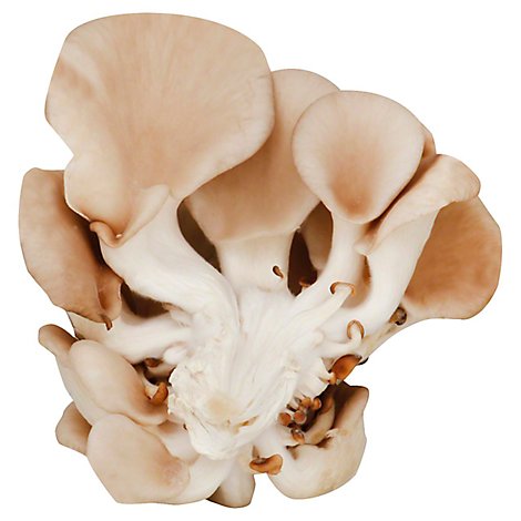Mushrooms Oyster - 6 Oz