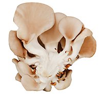 Mushrooms Oyster - 6 Oz
