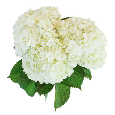 Debi Lilly Hydrangea 3 Count Safeway