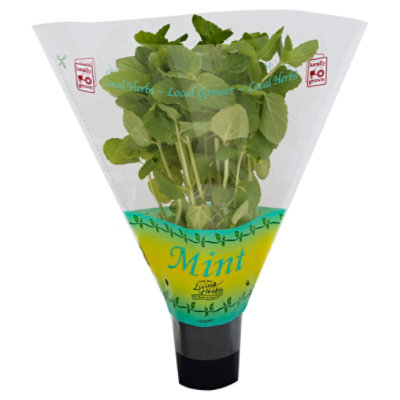 Potted Living Mint - Each - Image 1