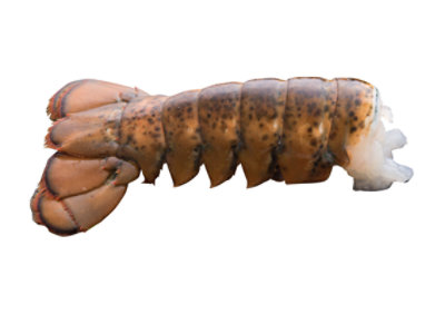 Seafood Counter Lobster Tail Raw 14-16 Oz Frozen