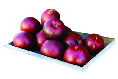 O Organics Apples Honeycrisp - 2 Lb - Albertsons