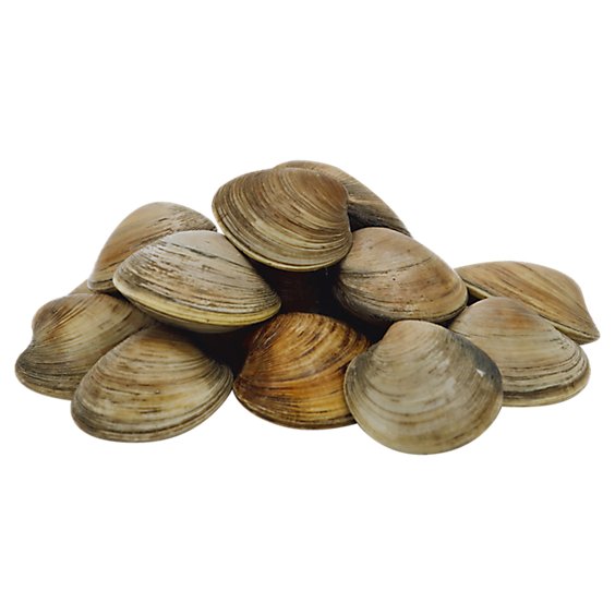 Seafood Service Counter Clams Littleneck Live - 1.50 Lbs.