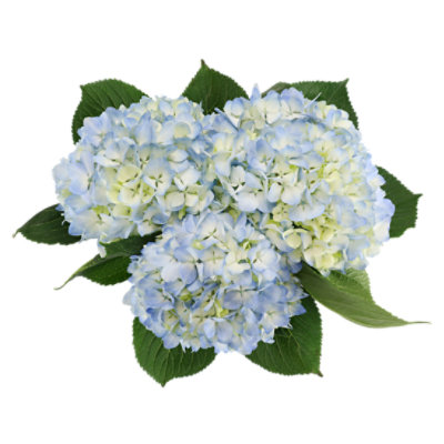 Debi Lilly Hydrangea - 3 Count