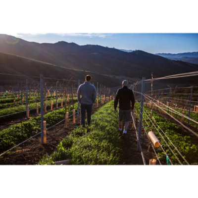 Brewer-Clifton Sta Rita Hills Chardonnay White Wine - 750 Ml - Image 6