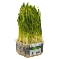 Wheatgrass Organic - Each - Image 1