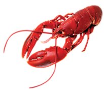 Lobster Whole Cooked - 12 Oz