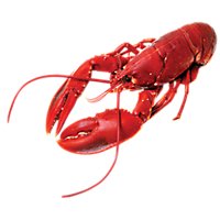 Seafood Counter Cooked Lobster Whole - 2.00 LB - Image 1