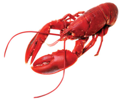 Lobster Whole 12 Oz Cooked Frozen 1 Count - Each (subject to availability) - Image 1