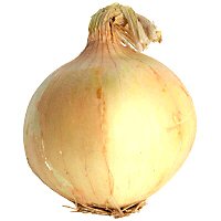 Yellow Onion - Image 1