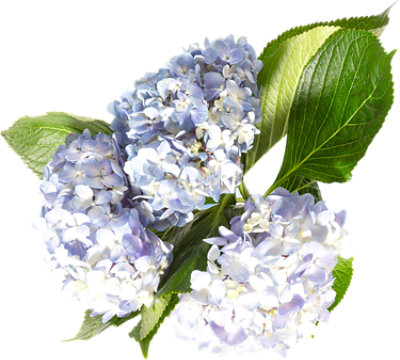 Overjoyed Boutique Hydrangea Blue 3 Stem - Each - Image 1