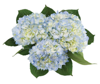 Debi Lily Hydrangea Blue 3 Stem - Each - Image 1