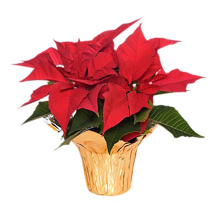 Red Poinsettia - 6.5 Inch - Image 1
