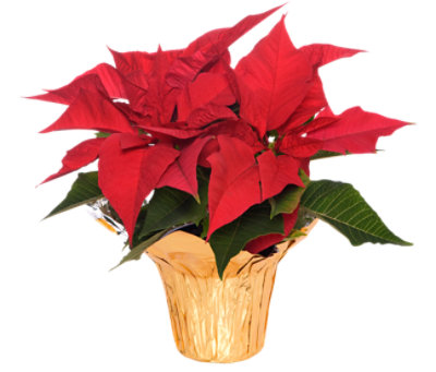 Red Poinsettia 6.5 Inch - Each - Image 1